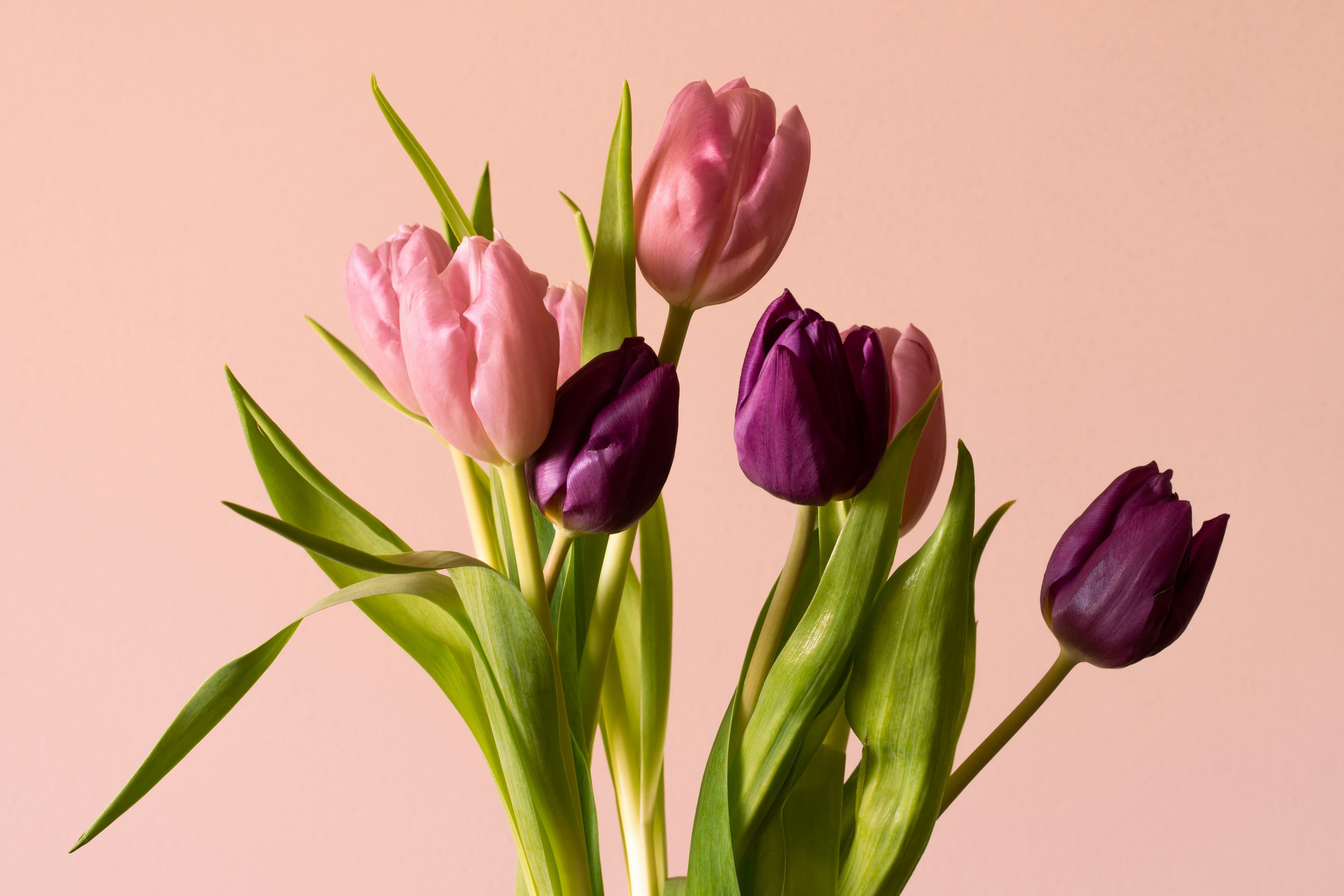 Premium Arrangement