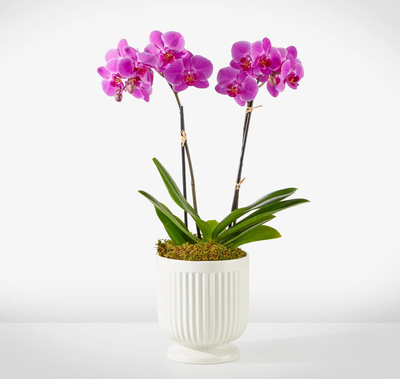 FRIENDLY FUCHSIA ORCHID
